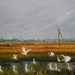 egrets (Medium)