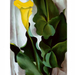 Yellow-Calla-Green-Leaves-Posters