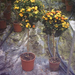 LANTANA CAMARA ALBERELLO 1-4T C7L