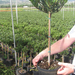 LAURUS NOBILIS 1-2T C5L