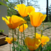 Sárga tulipánok tavasszal