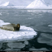 bearded-seal-resting-63264-sw (Medium)