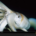 giant-squid-close-up-760231-sw (Medium)