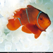 kimbe-bay-anemonefish-525080-sw (Medium)