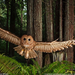 northern-spotted-owl-1260350-093009-sw (Medium)