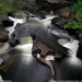 porcupine-mountains-waterfall-sw (Medium)