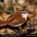 carolina-wren (Medium)