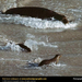 ca-sea-lion-surf (Medium)