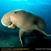 dugong (Medium)