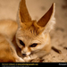 fennec-fox (Medium)