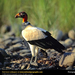 king-vulture (Medium)