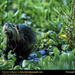 nutria-aquatic-plants (Medium)