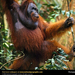 orangutan-traveling-forest (Medium)