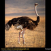 ostrich (Medium)