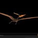 pteranodon-sw (Medium)