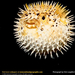 puffer-fish-puffed (Medium)