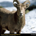 rocky-mountain-sheep-eating (Medium)