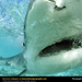 tiger-shark-closeup (Medium)