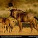 wildebeest-and-young (Medium)