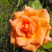 Narancsárga rózsa