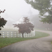 Manchester Horse Farm on a Foggy Morning, Lexington, Kentucky