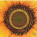 Sunflower 34 55 R