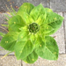 Sunflowers' leaves (top view)