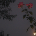 rózsák éjjel