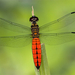 forest-chaser-dragonfly-1048389-ga