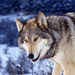 normal Gray Wolf in Snow