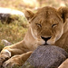 normal African Lion, Serengeti, Africa