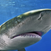 oceanic-whitetip-shark-1049157-ga