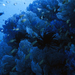 coral-reef-fiji-977844-ga