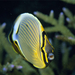 redfin-butterflyfish-963660-ga