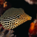 striped-boxfish-indonesia-977797-ga