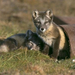 normal Cross Fox Kits Play in Abandoned Pipe, Arctic National Wi