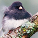 normal Dark-Eyed Junco