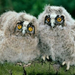 normal Long-Eared Owl Chicks