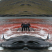 grindadráp í húsavík juli 2000 kaleidoskop