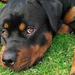 Rottweilwer