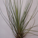 T.Juncea