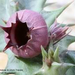 Huernia urceolata (FH05,090) 003