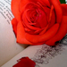 A könyv is terem rózsát, nem csak a türelem...