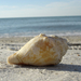 00598 aclearwaterbeachshell 1280x1024