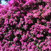 Bougainvillea