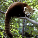 (1292-57)RedPanda