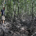 mangrove erdo/forest