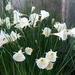 Narcissus romieuxii mesatlanticus enmasse