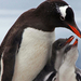 2009 02 06 9951-antarctica-closeup-baby-gentoo-penguin-chicks