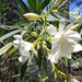 oleander virág
